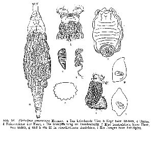 Donner, J (1951): Zoologische Jahrbücher, Abteilung für Systematik, Geographie und Biologie der Tiere 79 p.628, fig.16